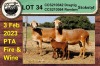 3+1X EWE COLLEN BOERDERY (Pay per piece to take the lot) - 6