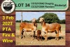 3+1X EWE COLLEN BOERDERY (Pay per piece to take the lot) - 7