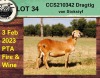 3+1X EWE COLLEN BOERDERY (Pay per piece to take the lot) - 8