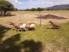 2X EWE SILWER SENS BOERDERY (Pay per piece to take the lot) - 3