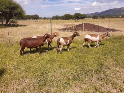 2X EWE SILWER SENS BOERDERY(Pay per piece to take the lot)