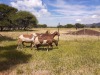 2X EWE SILWER SENS BOERDERY(Pay per piece to take the lot) - 3