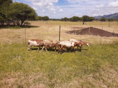 2X EWE SILWER SENS BOERDERY (Pay per piece to take the lot)