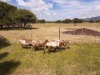 2X EWE SILWER SENS BOERDERY (Pay per piece to take the lot) - 2