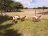 2X EWE SILWER SENS BOERDERY (Pay per piece to take the lot) - 3