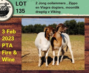 2X EWE COLLEN BOERDERY