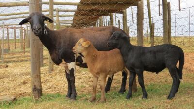 LOT 7 2+2X Meatmaster Ewes LASARUS Albertinia (Per piece to take the lot)