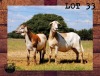 1+1X EWE COLLEN BOERDERY - 4