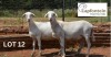 2X EWE LAPFONTEIN MEATMASTERS (Pay per piece to take the lot)