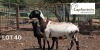 2+2X EWE LAPFONTEIN MEATMASTERS (Pay per piece to take the lot) - 2