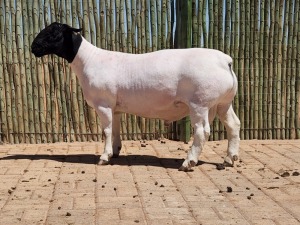 1X DORPER RAM STUD CONSTANTIA DORPERS