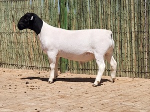 1X DORPER RAM STUD CONSTANTIA DORPERS