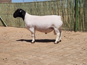 1X DORPER RAM STUD CONSTANTIA DORPERS