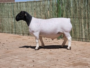 1X DORPER RAM STUD CONSTANTIA DORPERS