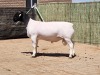 1X DORPER RAM STUD CONSTANTIA DORPERS