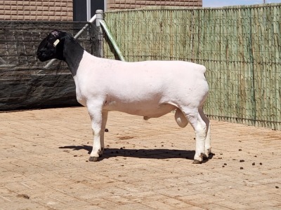 1X DORPER RAM STUD CONSTANTIA DORPERS