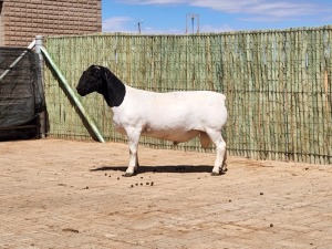 1X DORPER RAM STUD CONSTANTIA DORPERS