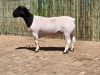 1X DORPER RAM FLOCK CONSTANTIA DORPERS