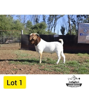 1X BOER GOAT BUCK FLOCK MOUNT CARMEL TWEELING STOET