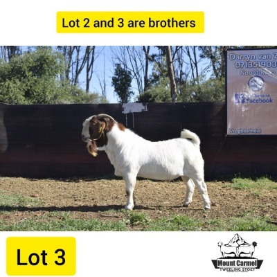 WITHDRAWNX BOER GOAT BUCK MOUNT CARMEL TWEELING STOET