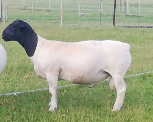 1X DORPER RAM FLOCK EUREKA DORPERS