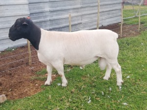 1X DORPER RAM FLOCK EUREKA DORPERS