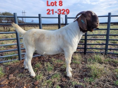 1X BOER GOAT BUCK STUD IZAK GOUS BOERBOKSTOET