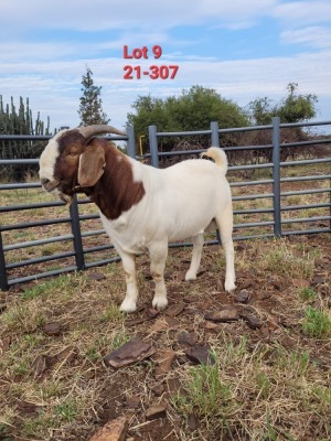 1X BOER GOAT BUCK FLOCK IZAK GOUS BOERBOKSTOET