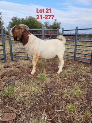 1X BOER GOAT BUCK FLOCK IZAK GOUS BOERBOKSTOET