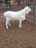 1X VAN ROOY RAM FLOCK IZAK GOUS VAN ROOYSTOET