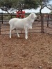 1X VAN ROOY RAM STUD IZAK GOUS VAN ROOYSTOET