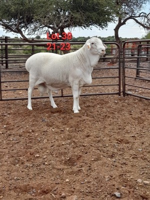 1X VAN ROOY RAM STUD IZAK GOUS VAN ROOYSTOET