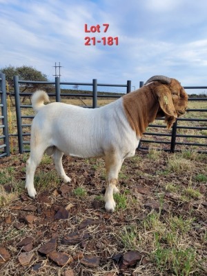 1X BOER GOAT BUCK STUD IZAK GOUS BOERBOKSTOET