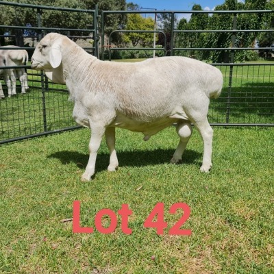 1X VAN ROOY RAM FLOCK J GOUS