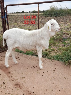 1X VAN ROOY RAM STUD IZAK GOUS VAN ROOYSTOET