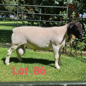 1X DORPER RAM FLOCK J GOUS