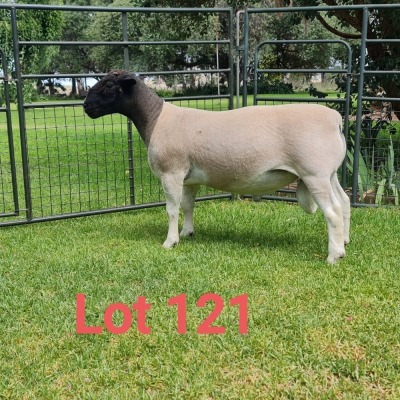 1X DORPER RAM FLOCK J GOUS