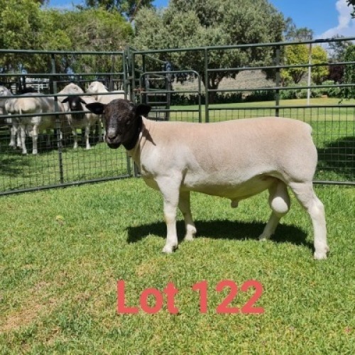 1X DORPER RAM FLOCK J GOUS