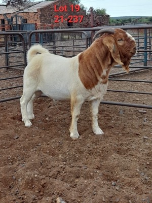 1X BOER GOAT BUCK FLOCK IZAK GOUS BOERBOKSTOET