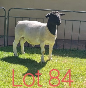 1X DORPER RAM STUD J GOUS