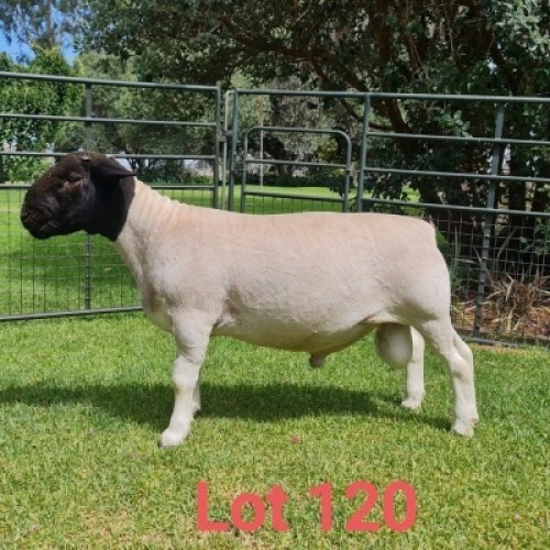 1X DORPER RAM FLOCK J GOUS