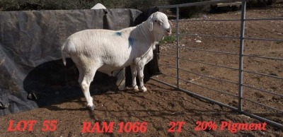 1X VAN ROOY RAM STUD L BOTHMA