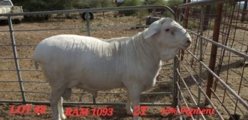 1X VAN ROOY RAM FLOCK L BOTHMA