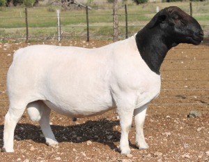 1X DORPER RAM FLOCK J DANIEL