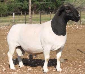 1X DORPER RAM STUD J DANIEL