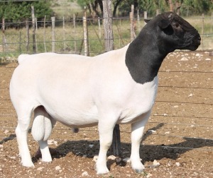 1X DORPER RAM FLOCK J DANIEL