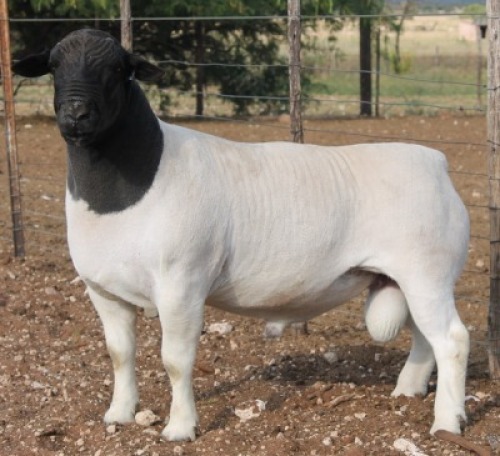 1X DORPER RAM FLOCK LUCASDAM DORPERS