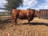 1X ANGUS BULL STILLERUS ANGUS