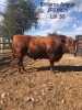 1X ANGUS BULL STILLERUS ANGUS - 2