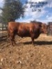 1X ANGUS BULL STILLERUS ANGUS - 2